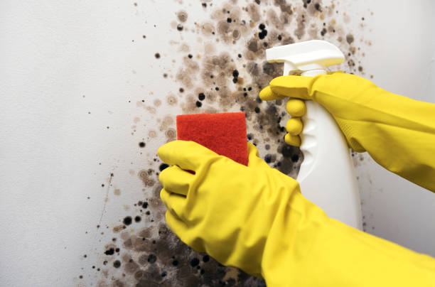 Home Mold Removal in Philo, IL